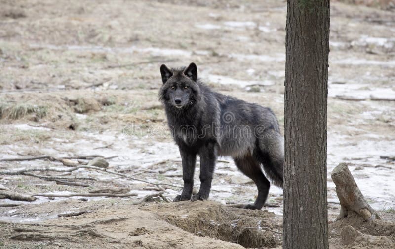 Lone Black Wolf Walking in Winter in Canada Stock Photo Image of