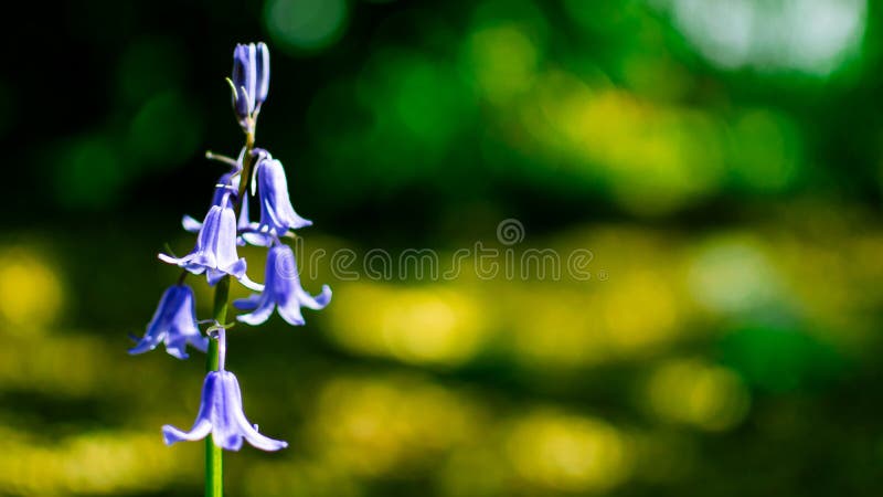 The Lone Bluebells in the woods