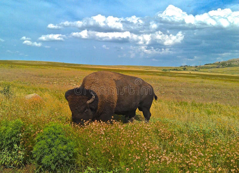 Lone buffel royaltyfri bild Lone buffel royaltyfri bild