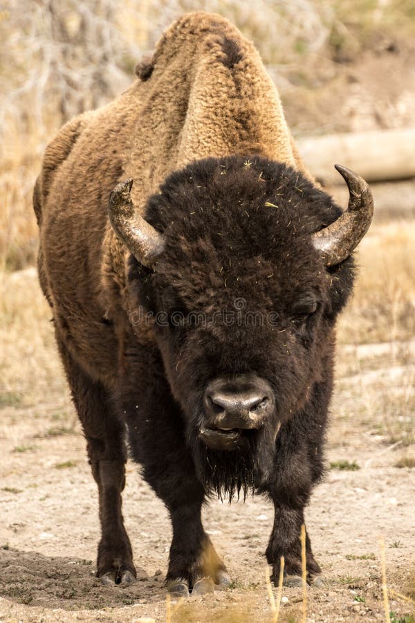 Lone Bull Bison royalty free stock images
