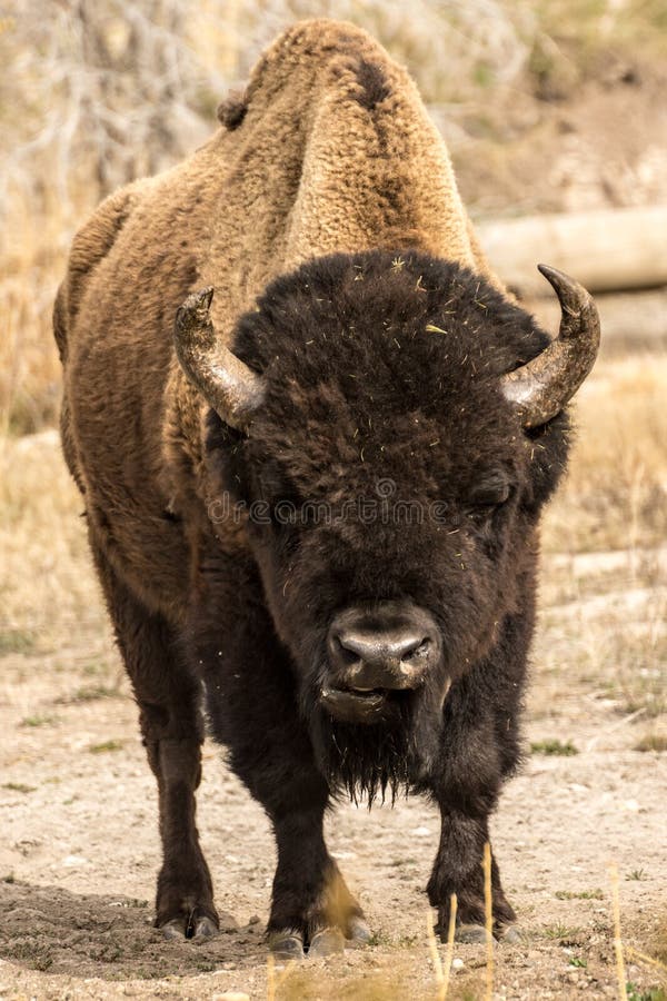 Lone Bull Bison