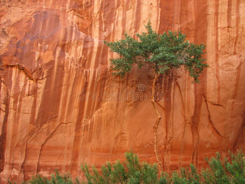 Lone canyon tree