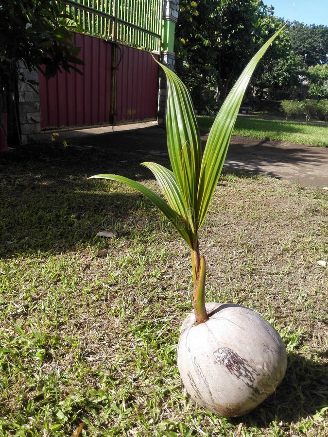 Coconut seedling stock image. Image of growth, crop, garden 22307345