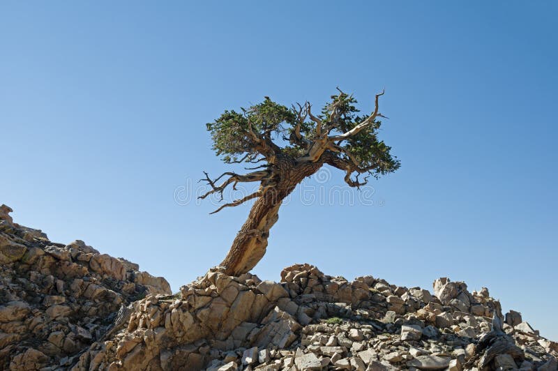 Lone Contorted Pine Tree royalty free stock images Lone Contorted Pine Tree royalty free stock images