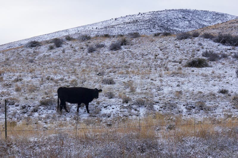 Lone Cow in Open Range. A lone cow stands on a snowy hillside in open range land in northern Arizona stock images Lone Cow in Open Range. A lone cow stands on a snowy hillside in open range land in northern Arizona stock images