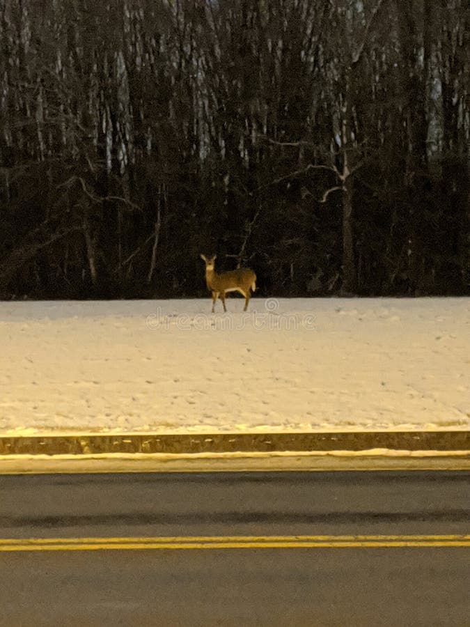Lone deer in the open royalty free stock image Lone deer in the open royalty free stock image