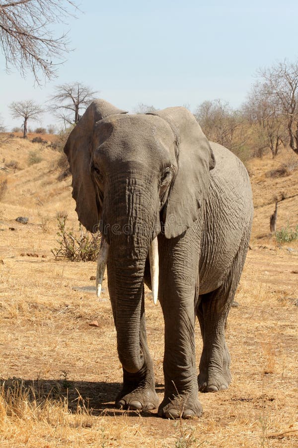 Lone Elephant