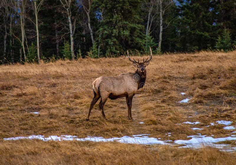 Lone Elk In A Field