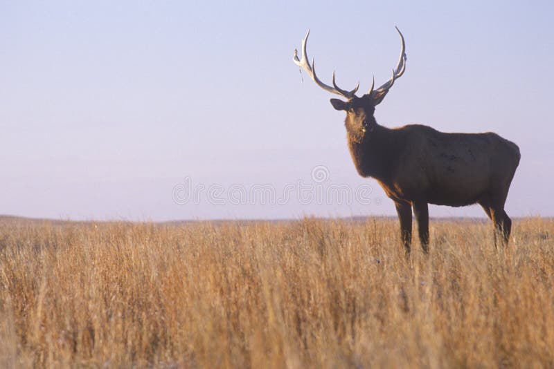 Lone elk standing in field, Niobrara National Wildlife Refuge, NE royalty free stock image Lone elk standing in field, Niobrara National Wildlife Refuge, NE royalty free stock image