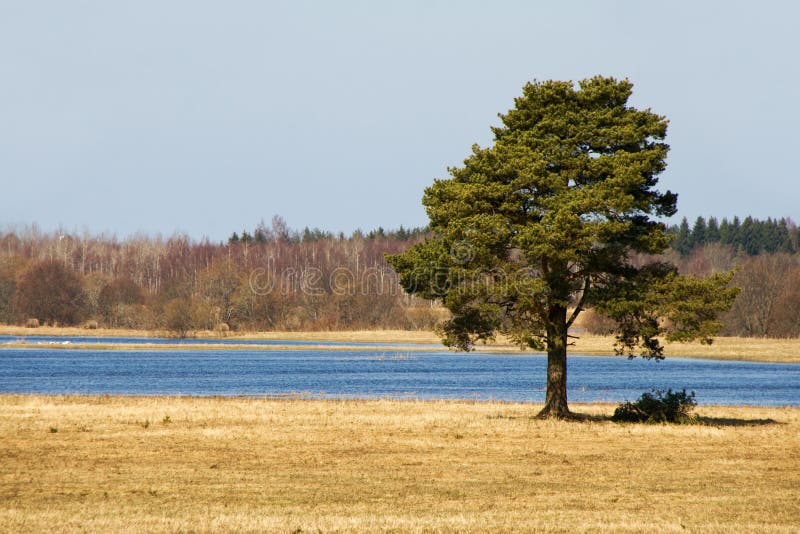 Lone flodtree royaltyfri fotografi