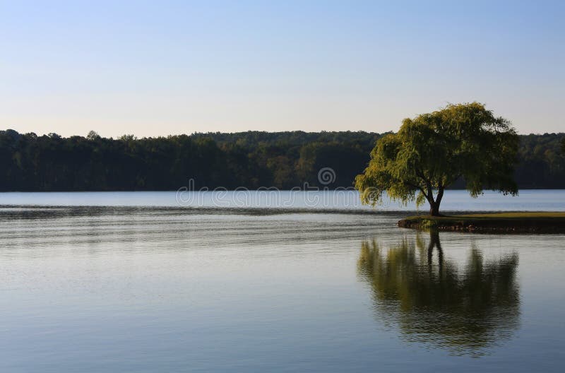 Lone flodtree royaltyfria bilder