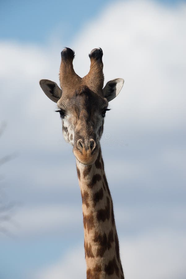Lone Giraffe Staring at Camera Stock Image - Image of national, head