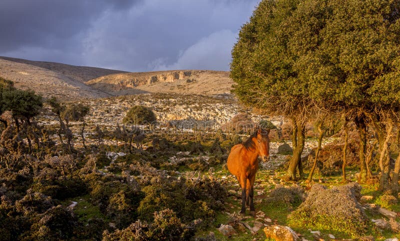 Lone horse at the wild fields of Skyros island, Greece.