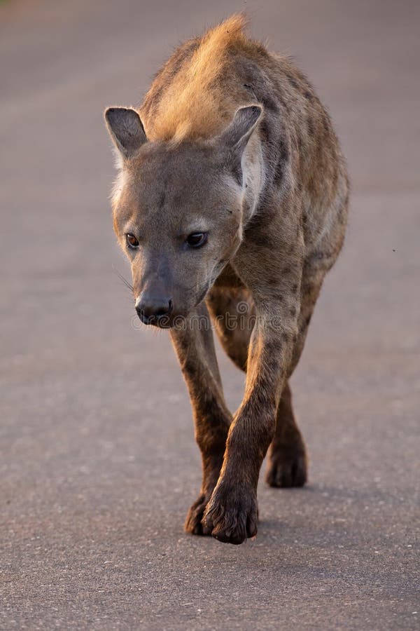 Lone Hyena portrait walking along a road looking for prey