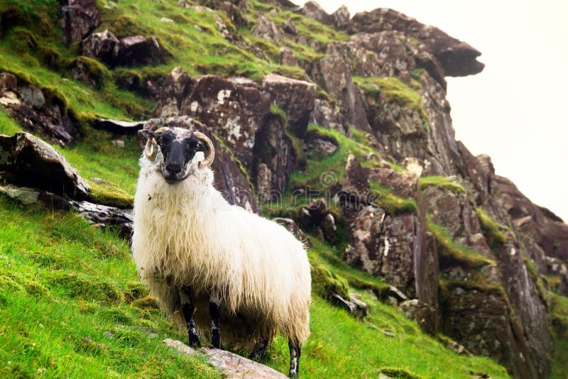 Lone Irish Mountain Ram on a Steep Hillside royalty free stock image Lone Irish Mountain Ram on a Steep Hillside royalty free stock image