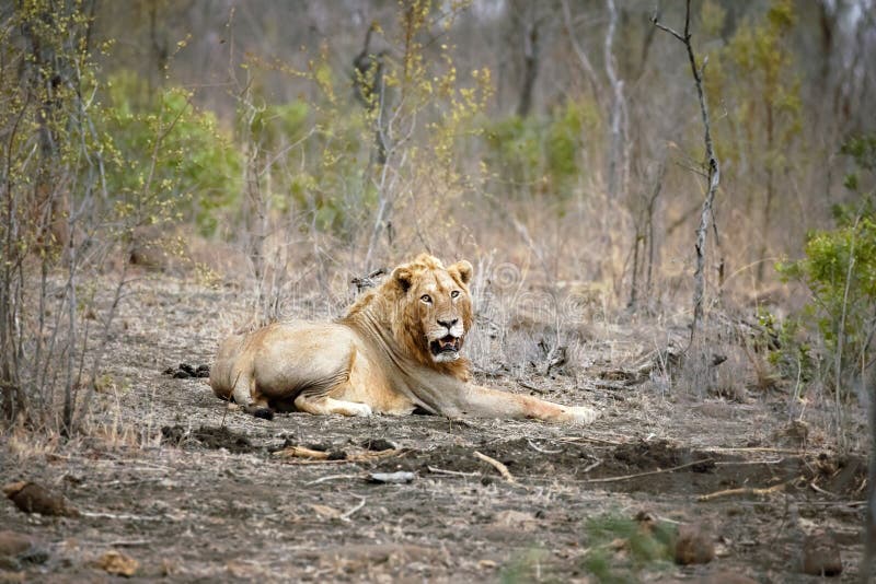 lone manlig för lion arkivfoton lone manlig för lion arkivfoton