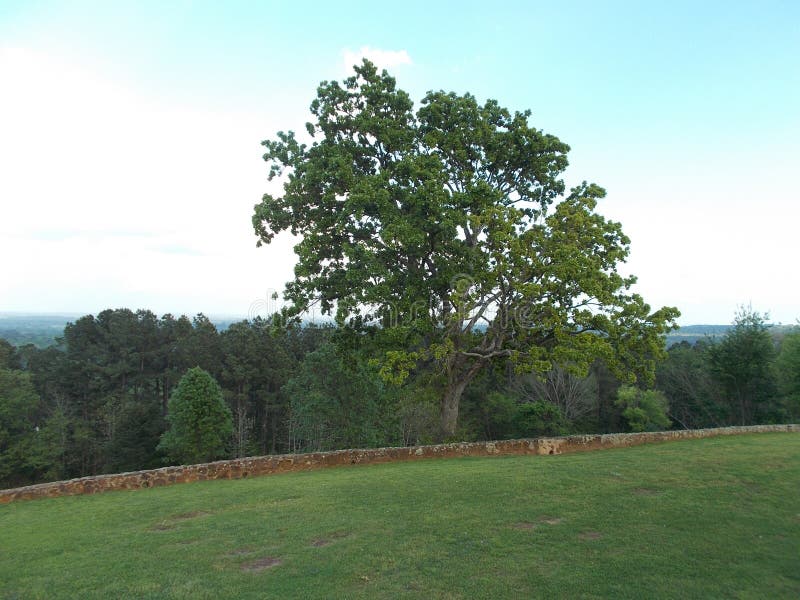 Lone Oak at an Overlook Site in Texas Stock Photo Image of plants