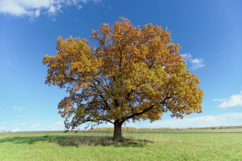 A Lone Oak Tree in a Clearing. Stock Photo Image of tree, spreading 92614996