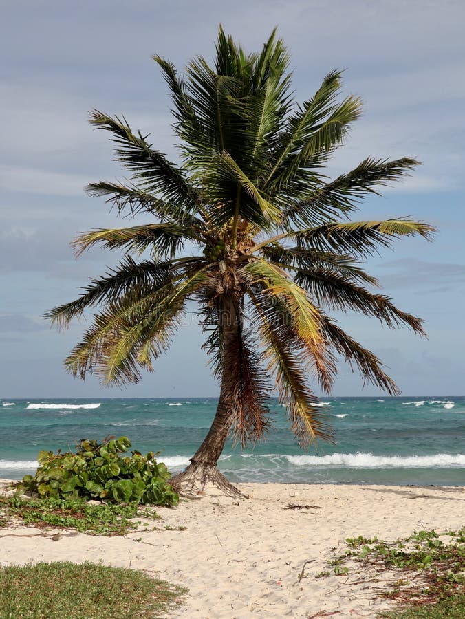 Lone Palm Tree on Tropical Beach royalty free stock images Lone Palm Tree on Tropical Beach royalty free stock images