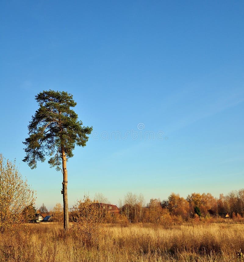 1,148 Lone Pine Silhouette Tree Stock Photos Free & RoyaltyFree