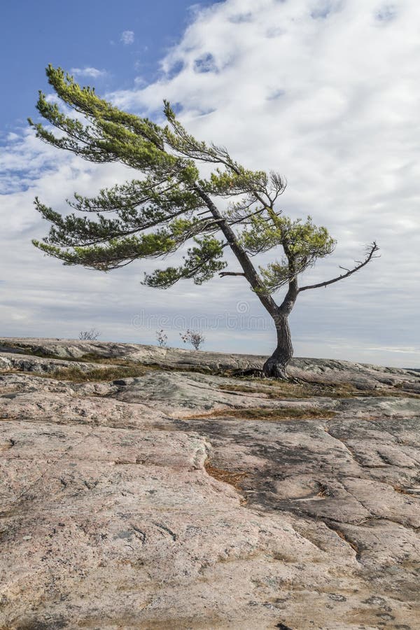 Lone Pine on Georgian Bay stock photo. Image of cloudy - 60454842