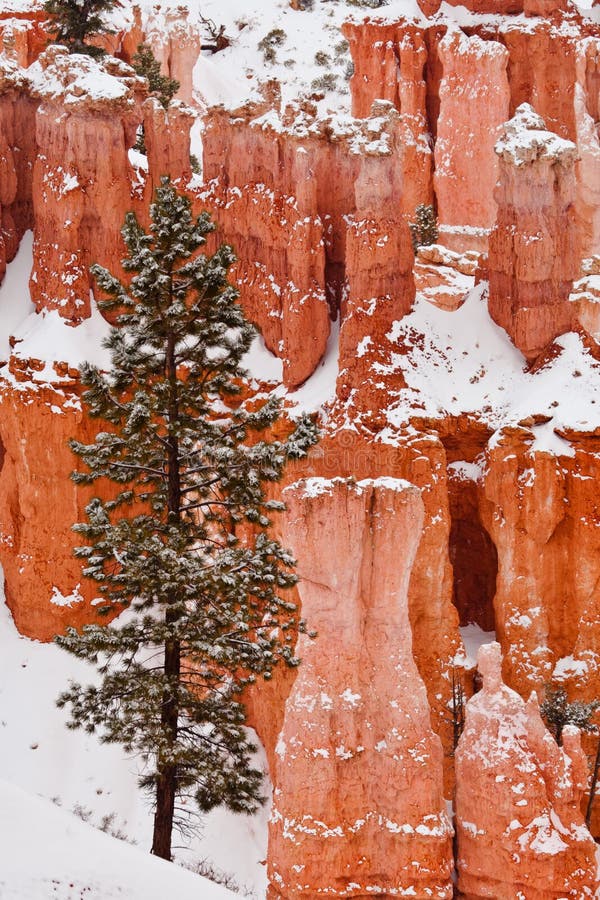 Lone Pine Tree