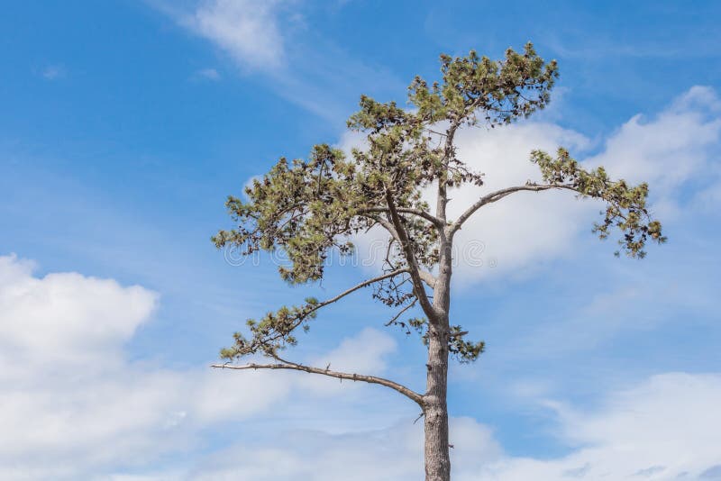 Lone Pine Tree Against Beautiful Blue Sky Background. Stock Photo