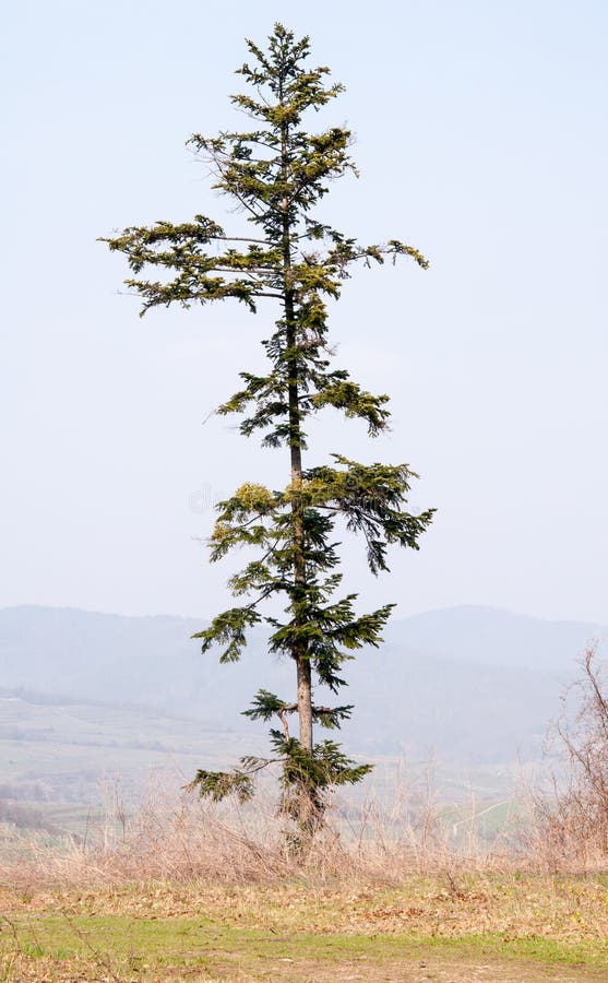 Lone Pine Tree Against Blue Sky Stock Image Image of mountain, rural