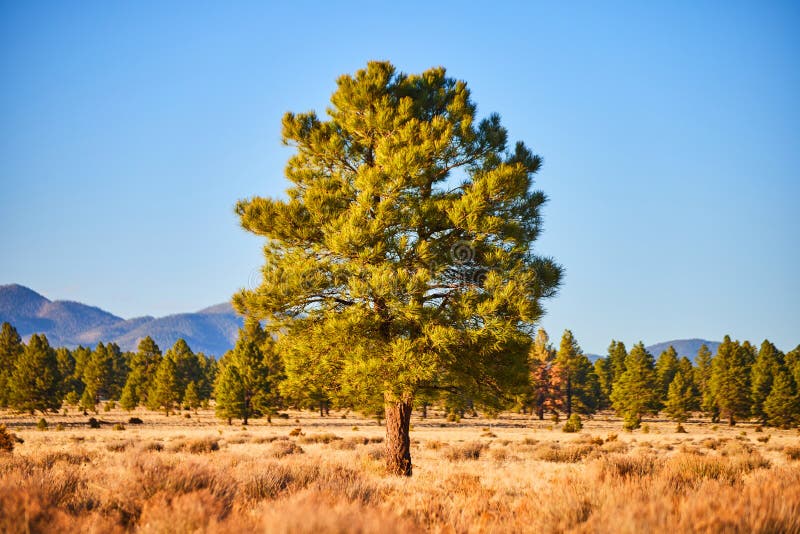 Lone Pine Tree Centered in Frame of Desert Field with Mountains in Distance Stock Photo Image