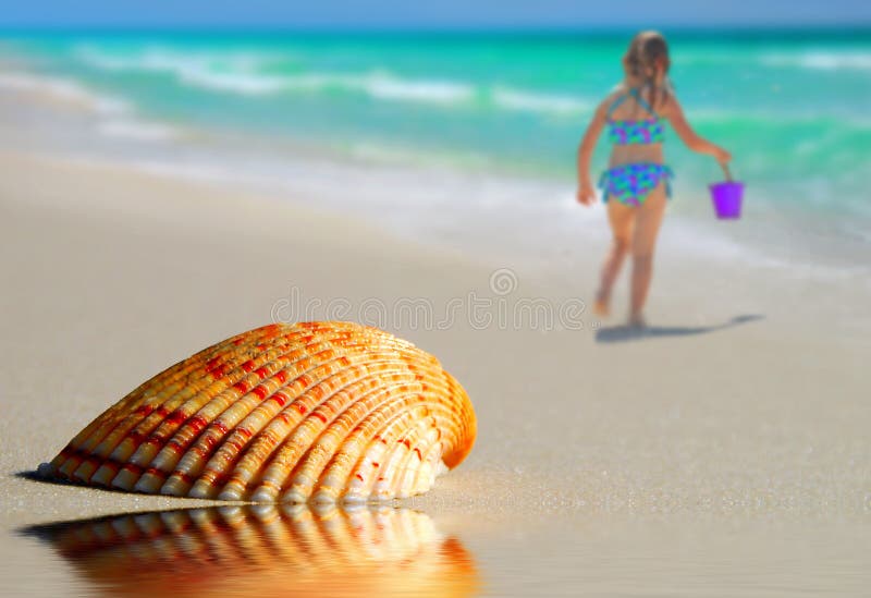 Lone Seashell on Beach