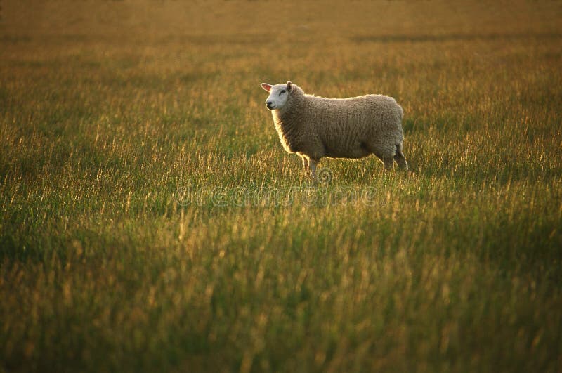 Lone sheep in evening light.