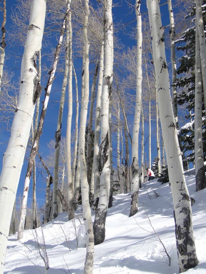 Lone skier through bare winter aspens