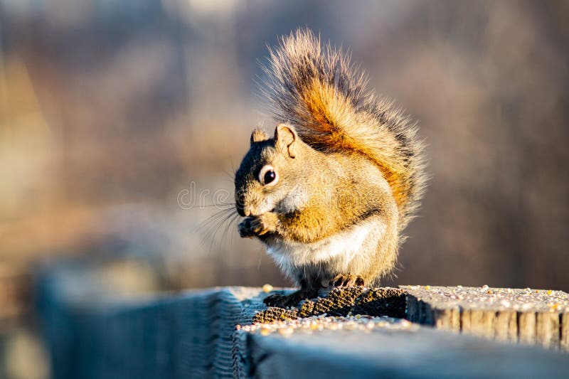 Squirrel in Open Grass Field at Night Stock Photo Image of fence