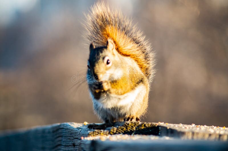 Squirrel in Open Grass Field at Night Stock Image Image of rabbit