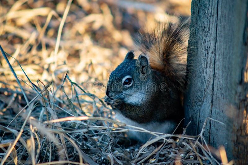 Squirrel In Open Grass Field At Night Stock Image Image of wildlife