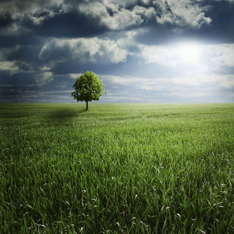 Lone stormtree för fält arkivbild