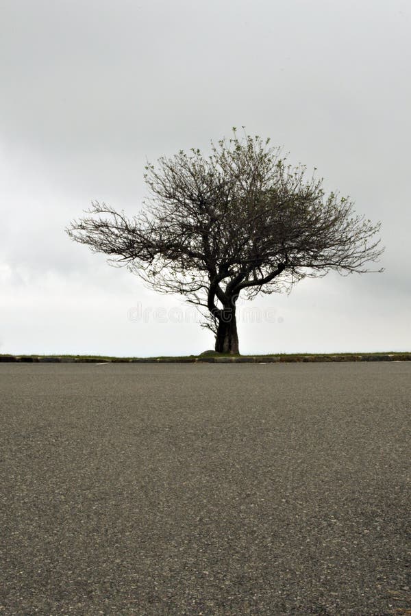 Lone tree fotografering för bildbyråer