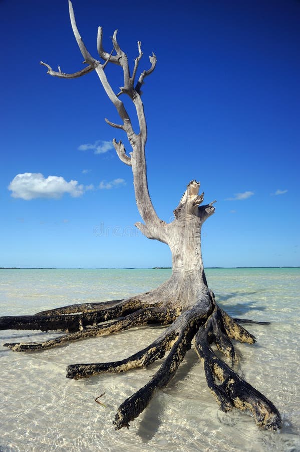 Lone tree royaltyfri foto