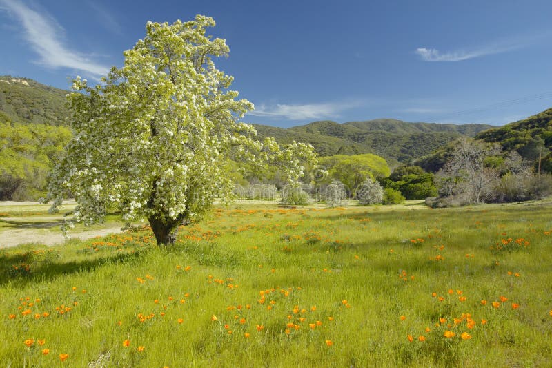 Lone tree stock photo. Image of california, lush, hills 26265328
