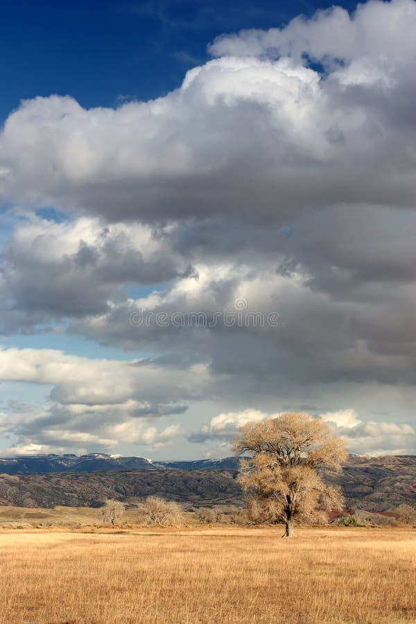 Lone tree