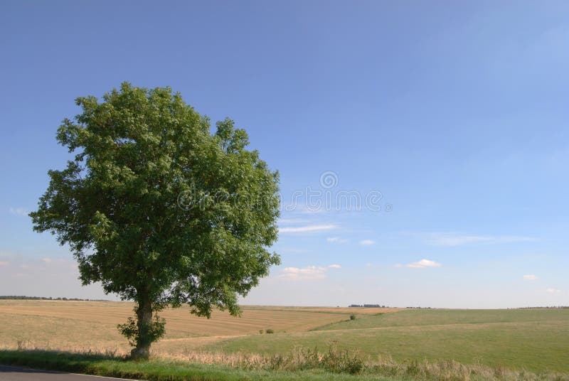Lone tree royaltyfria foton