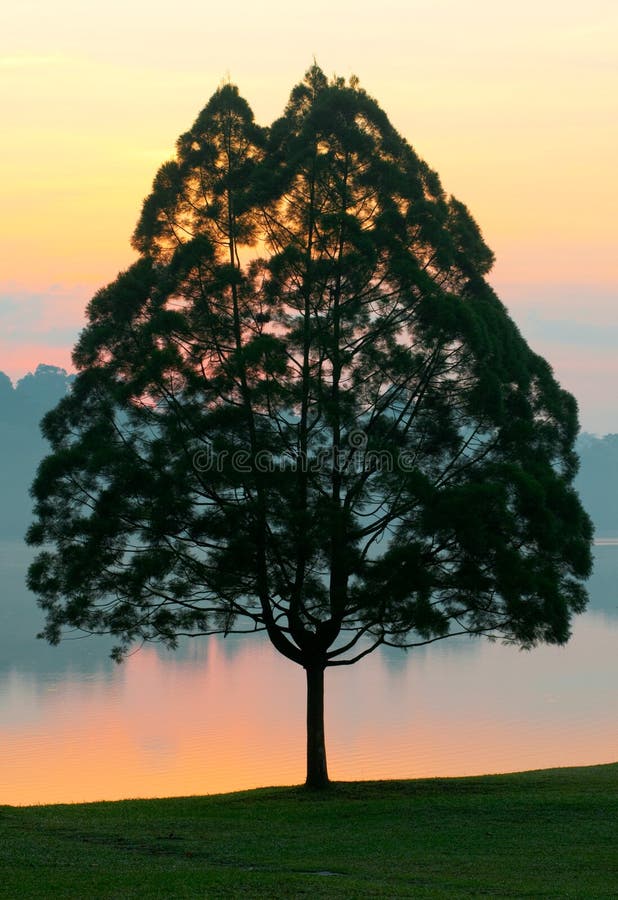 Lone tree arkivbilder
