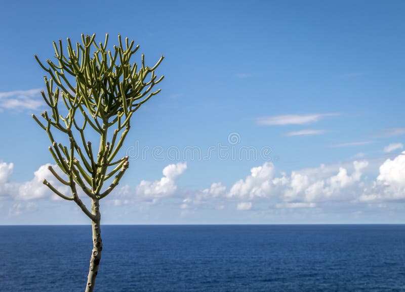 lone tree royaltyfria foton lone tree royaltyfria foton