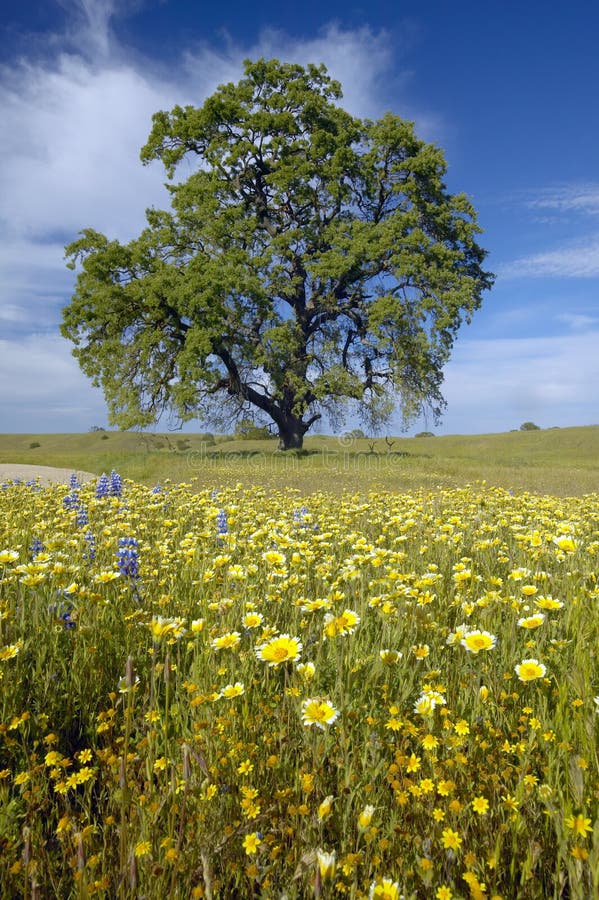 Lone tree and colorful bouquet of spring flowers