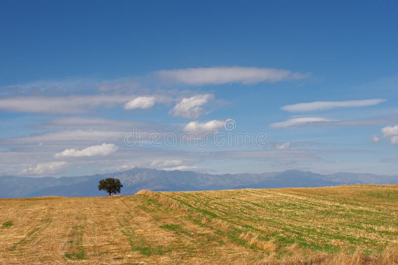Lone tree in countryside. Scenic view of lone tree in countryside with blue sky and cloudscape background royalty free stock photography Lone tree in countryside. Scenic view of lone tree in countryside with blue sky and cloudscape background royalty free stock photography