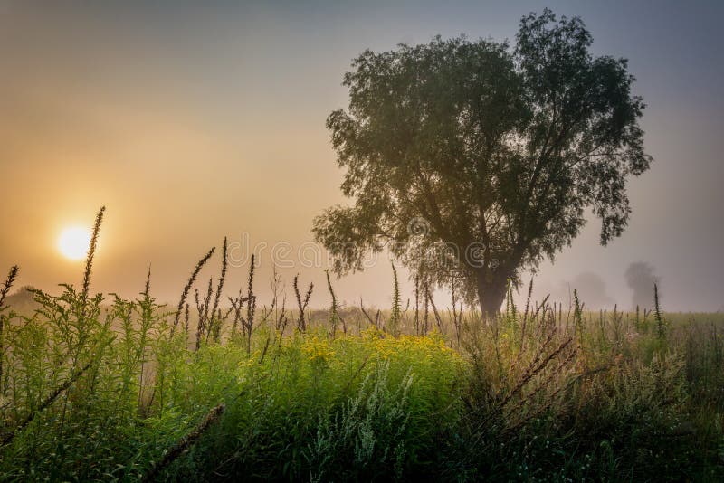A lone tree enveloped in the morning fog and rays of the sun. stock image A lone tree enveloped in the morning fog and rays of the sun. stock image