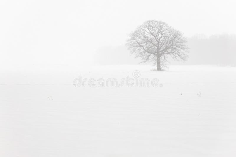 Lone Tree in a Farm Field in a Winter Snow Storm