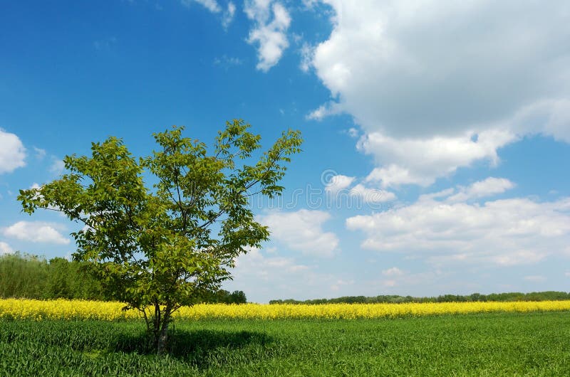 Lone tree in a field stock images