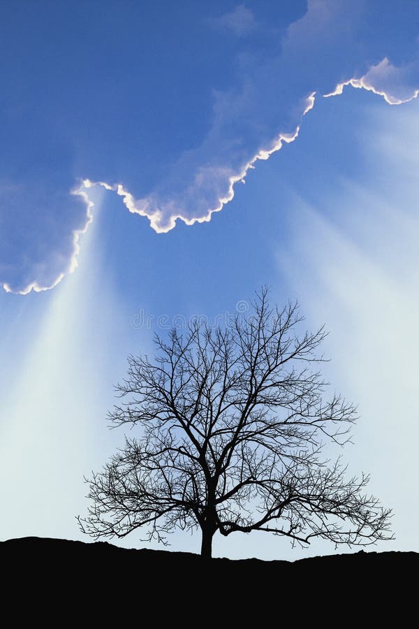 Arbore singuratic în câmp cu spațiu de tip „cloud” în spațiu cu spațiu de copiere vector illustration