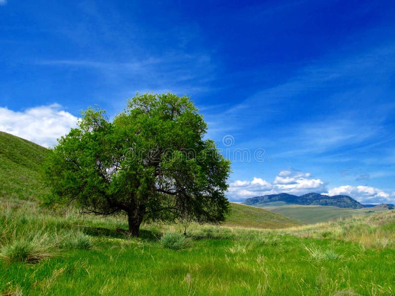 Lone tree in field with sky royalty free stock photography